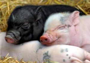 baby_pigs